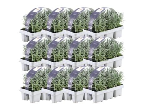 Lavanda azul perfumada 72 Lavanda angustifolia - plantas de lavanda resistentes - lavanda verdadeira - plantas de jardim - 72 x Ø7 cm - 15 cm