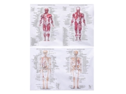 Laxiscreed Cartaz Da Anatomia Do Sistema Muscular E Esquelético Frente E Costas 45x68cm