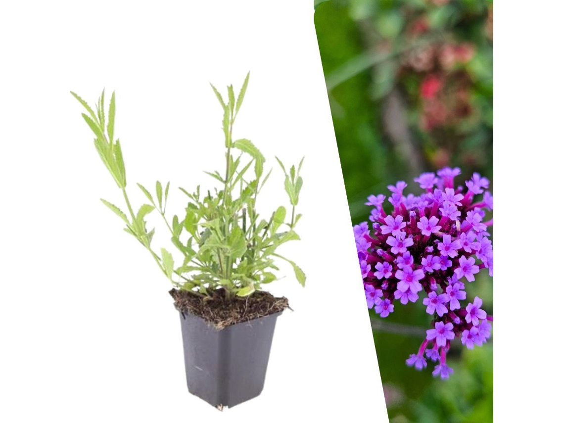 12 Plantas de Verbena, Verbena Bonariensis, Cobertura Resistente, Perenes, Jardim PLANTS BY FRANK