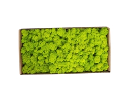 Musgo Preservado Decorativo para Parede Arte Jardim Micro Paisagem Sem Manutenção 500g | S/MARCA