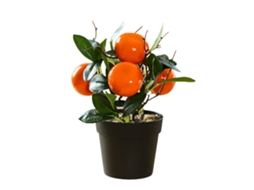 Mini Bonsai Kumquat de Fruta Nova em Vaso de Plástico ou Espuma LAXISCREED
