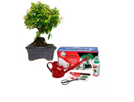 Pack De Iniciação Ao Bonsai Sageretia Theezans 5 Anos
