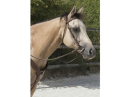 Refrear Colorado Verdewestride