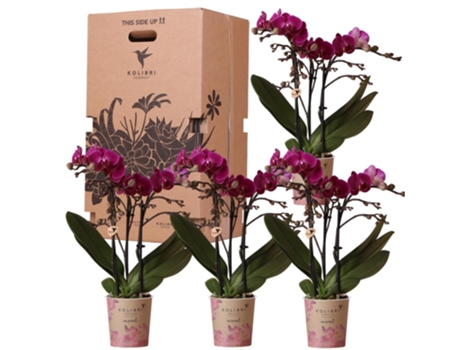 KOLIBRI Orchids Caixa Surpresa Unicolor Caixa de Vantagens para As Plantas com 4 Orquídeas Diferentes Frescas Do Produtor
