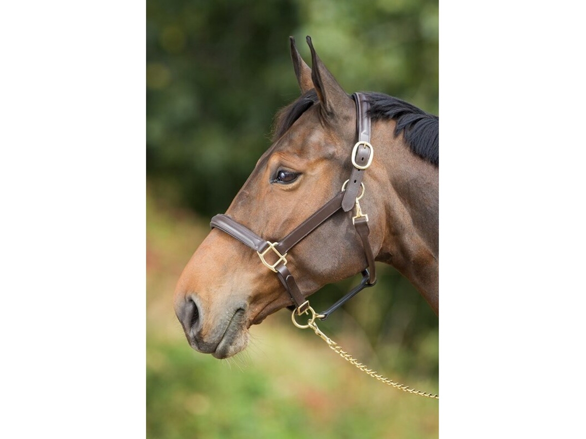 Cabresto de couro forrado para cavalos HFI Raised