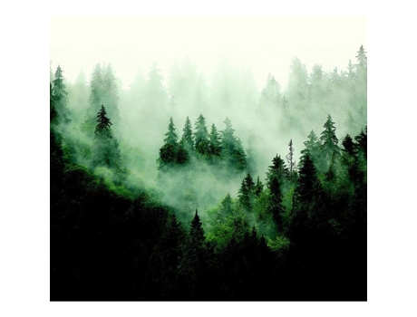 Papel De Parede Floresta De Árvores Com Ag Art