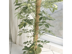 Estaca Nort Coco Ø70mmx1.7m Nt X6