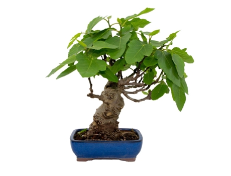 Bonsai Ficus Carica 12 Anos Figueira