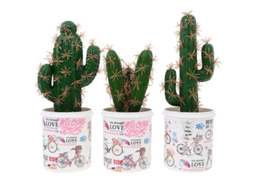 3 Unidades de Cactos Falsos ALLINLESS