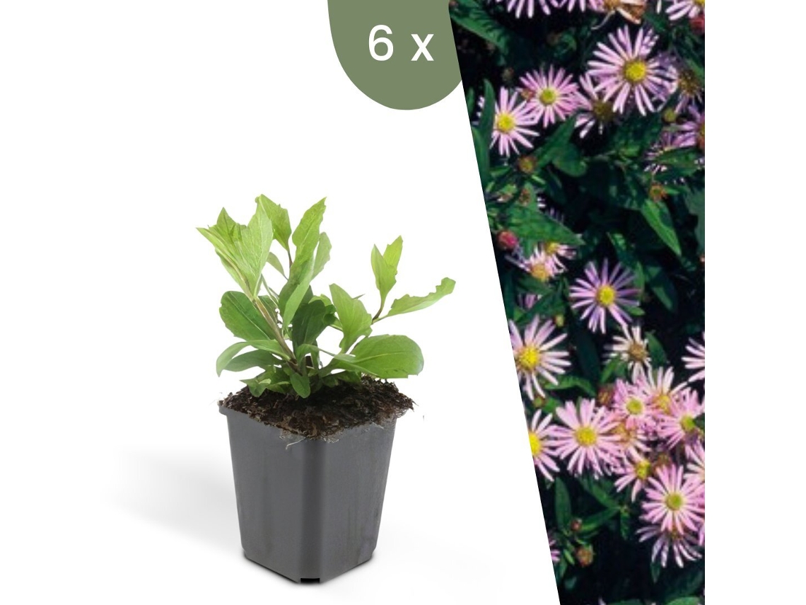| 6 Plantas De Aster | Aster Ageratoides Asran | Cobertura Do Solo Hardy | Perenes Hardy | Plantas De Jardim Hardy Plants By Frank