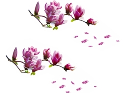 Adesivo De Parede Com Delicado Padrão Floral - Flor De Magnólia - Adesivo De Pvc Autoadesivo