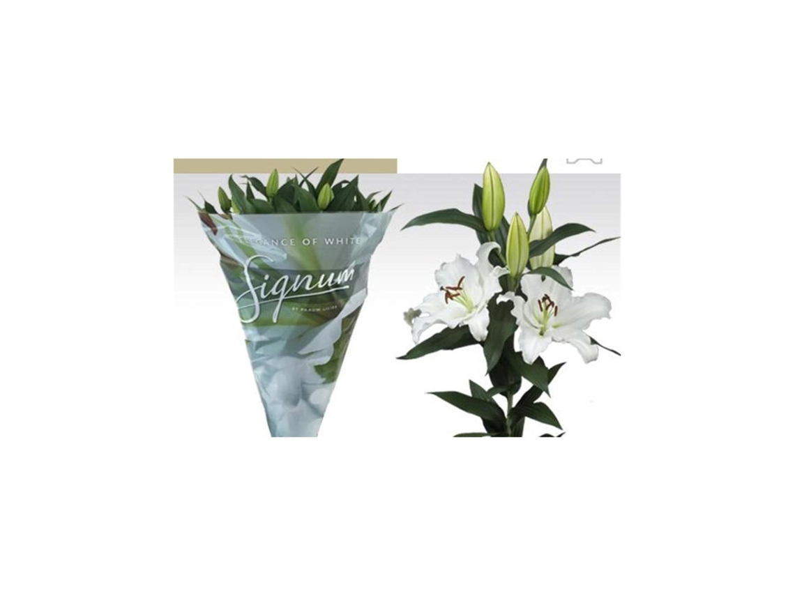 Liliums La | Flor Natural | Ramo De 10 Tallos | 80cm De Alto Oriental Blanco
