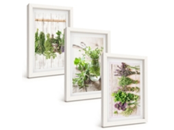 Um Conjunto De Imagens Decorativas Em Uma Moldura Ervas E Plantas Para A Cozinha Moldura Branca Pinturas De Quarto Espelharte (3 Peças 20x30 Cm)