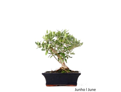 Bonsai Oliveira de 9 Anos LUSO BONSAI