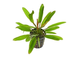 Echinodorus X ''red Devil''