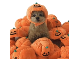 Chapéu De Abóbora Halloween Para Pets Com Orelhas à Vista