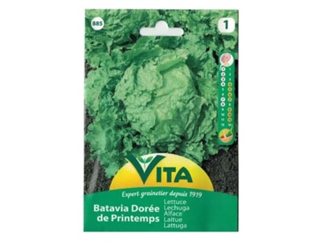 Semillas de Lechuga Batavia Dorada de Primavera VITA Sobre 3Gr