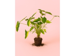 Philodendron Burle Marx Variegado | Planta Natural Tropical De Interior Elegante E Resistente | Pur Plant