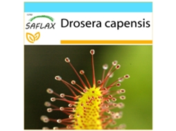 SAFLAX Conjunto de Presente Sundew Drosera Capensis 200 Sementes com Caixa de Presente Etiqueta de Envio Vale-Presente e Meio de Cultivo