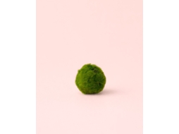 Bola de Marimo - Bola de Musgo Umid Natural de 3 cm - PUR PLANT