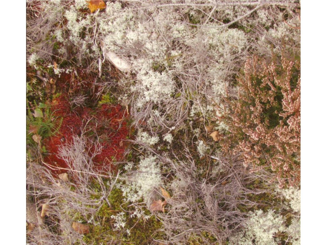 CD Fursaxa - Mycorrhizae Realm