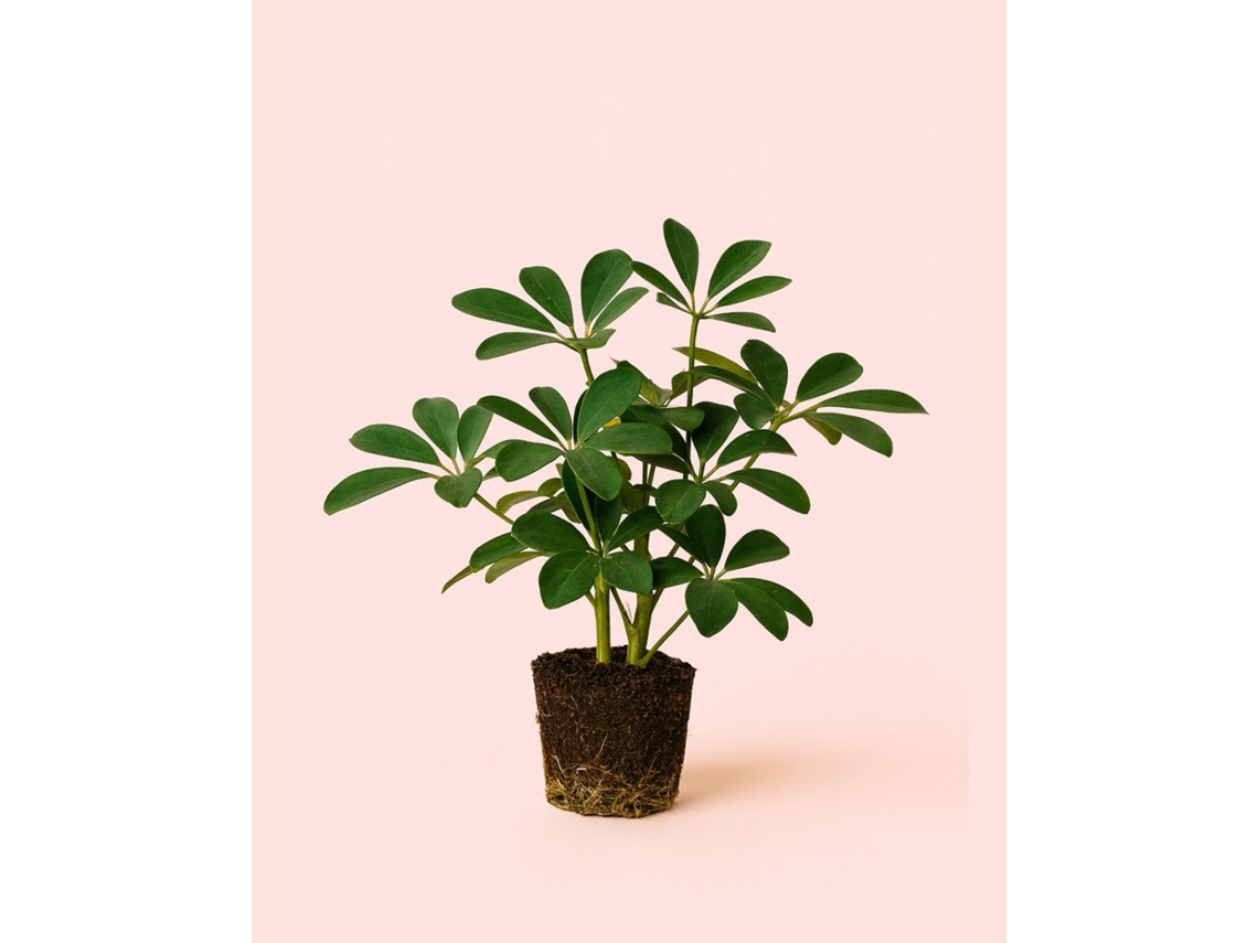 Schefflera Nora Verde - Planta Natural de Interior, vaso Ø13cm