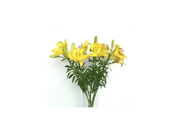Liliums La | Flor Natural | Ramo De 10 Tallos | 80cm De Alto Amarillo
