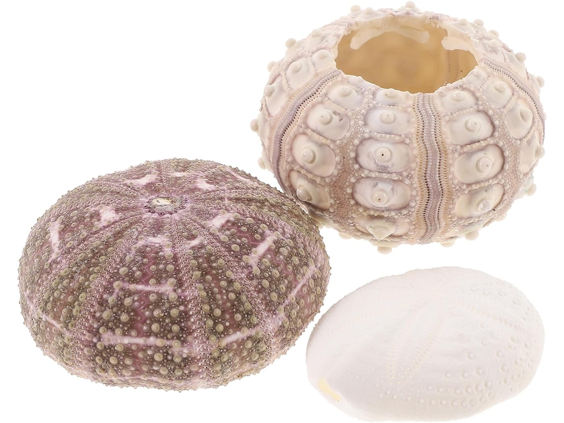 Kit de 3 Suportes para Plantas Aéreas Feitos com Conchas Naturais de Ouriço do mar, Ideais para Decoração de Mesa e CHABERLU