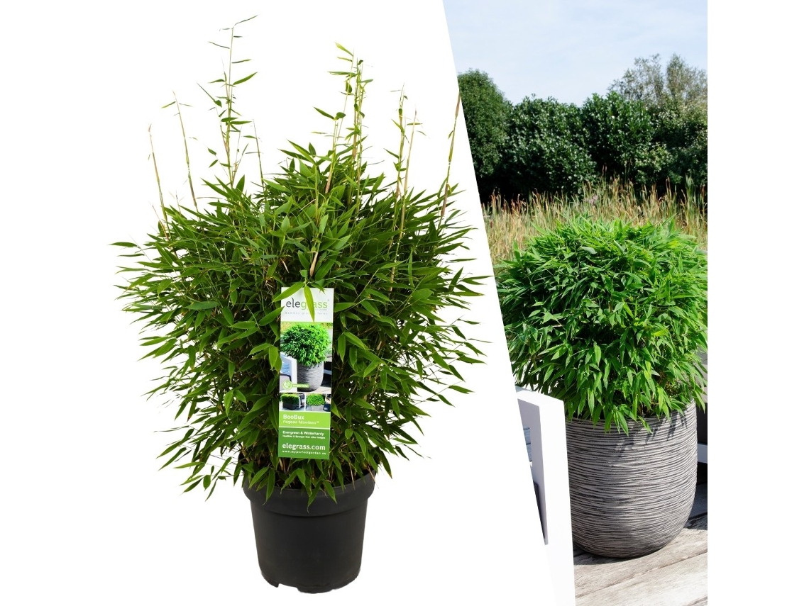 XL Bamboo Plant Hardy | Fargesia moontears Boobux | Plantas de jardim | Gramíneas | Ø29 cm | 25 cm | Sem corredores de raiz
