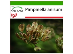 SAFLAX Anis Pimpinella Anisum 200 Sementes com Substrato de Cultivo Livre de Germes