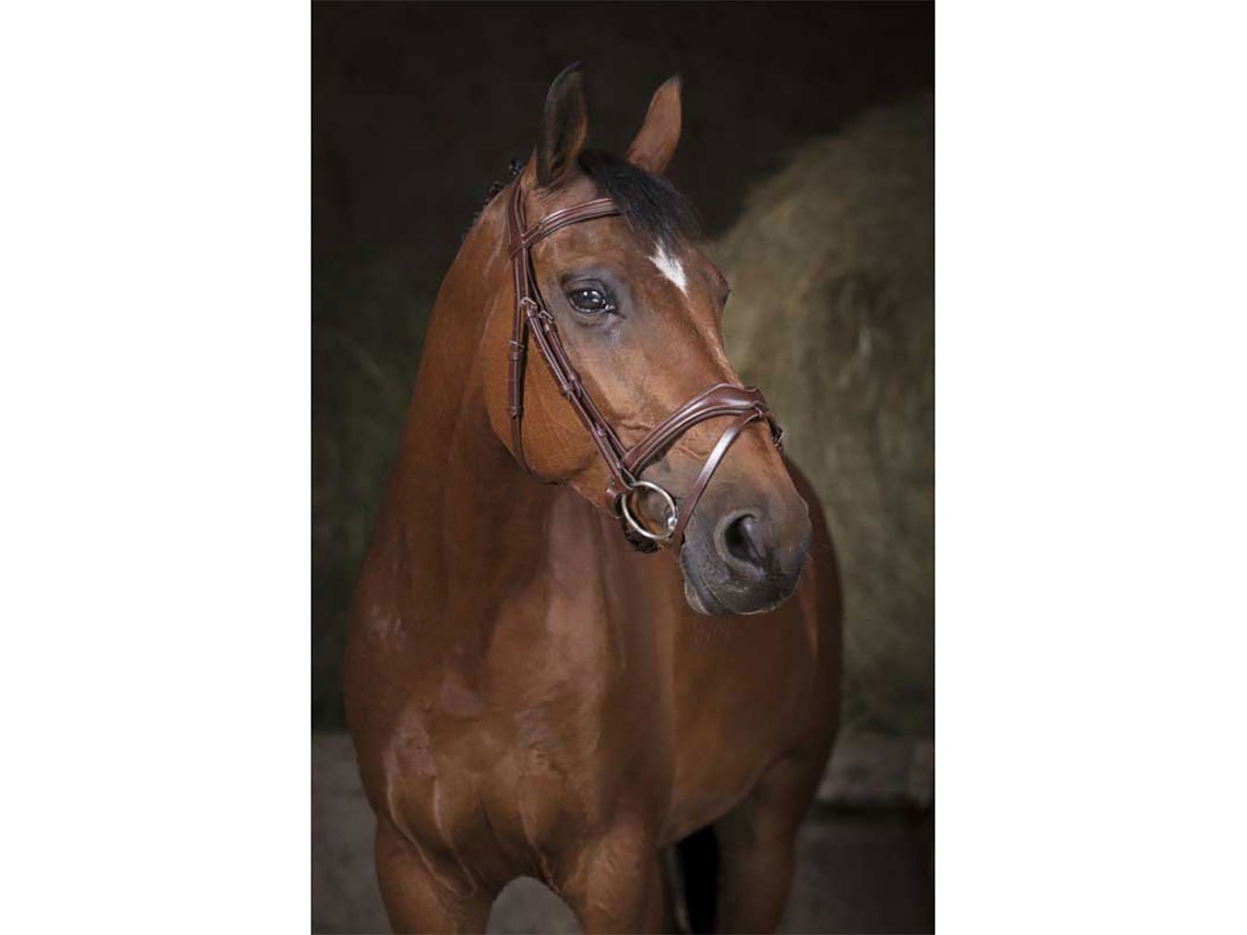 Cabeçada Vague Castanho Fullnorton Equestrian