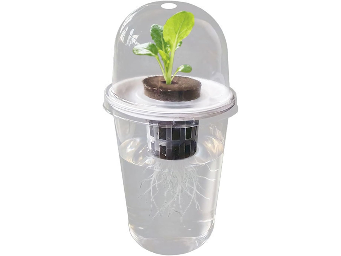 Vaso Transparente Para Mudas Hidropônicas, Permitindo Visualizar As Raízes Em Ambientes Internos E Externos.