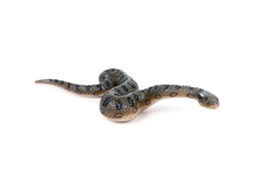 Brinquedos De Cobra Realistas, Brinquedo De Pegadinha, Anaconda Falsa, Artigos De Halloween Ly Ebike
