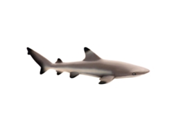 SAFARI Black Tip Reef Shark