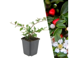 48 Plantas de Cotoneaster, Cotoneaster Dammeri 'major', Cobertura Resistente, Perenes, PLANTS BY FRANK