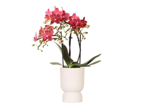 Orquídeas Beija-Flor Orquídea Phalaenopsis Rosa Púrpura El Salvador Diabolo Travertino Tamanho Do Vaso 9Cm Planta de Casa com Flor KOLIBRI