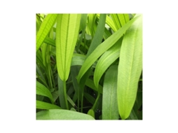 Echinodorus Horemanii Green