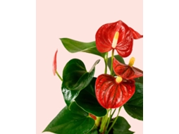 Anthurium Vermelho | Planta Natural De Interior Com Flor Purificadora E Resistente | Pur Plant