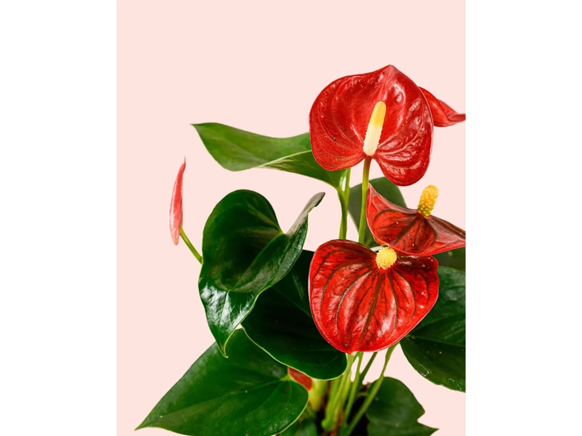 Anthurium Vermelho | Planta Natural De Interior Com Flor Purificadora E Resistente | Pur Plant
