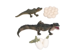 Mali brinquedo Educativo Modelo Ciclo de Vida Crocodilo para Crianças 3 Anos +