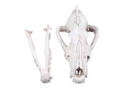 Decoração de Caveira de Lobo ALLINLESS