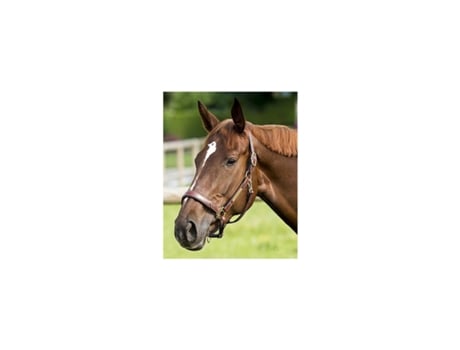 Cabresto de couro para cavalos ERIC THOMAS “Pro”