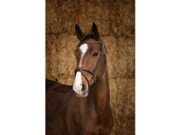 Cabeçada Perle Castanho Fullnorton Equestrian