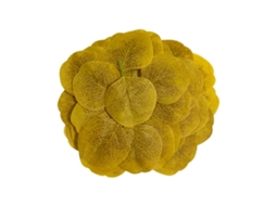 Deciduous Coffee Fatias Decorativas, 50 Unid. LAXISCREED