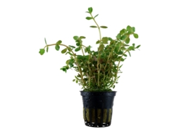 Rotala Rotundifolia