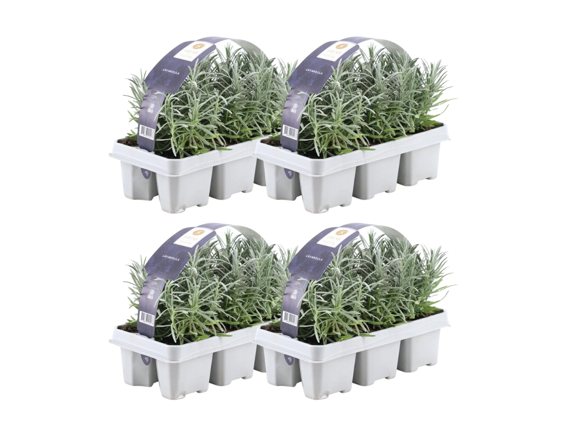 Lavanda azul perfumada 24 Lavanda angustifolia - plantas de lavanda resistentes - lavanda verdadeira - plantas de jardim - 24 x Ø7 cm - 15 cm