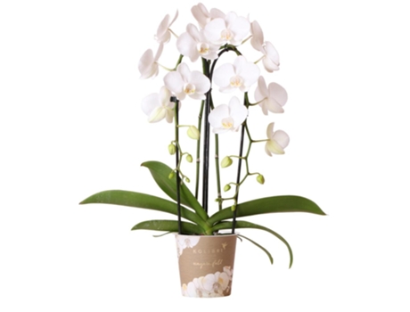Orquídeas Beija-Flor Orquídea Phalaenopsis Branca Niagara Fall Tamanho Do Vaso 12Cm Recém-Chegada Do Produtor KOLIBRI ORCHIDS
