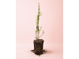Jasminum Officinale 9 Cm | Jasmim Comum Aromático | Pur Plant