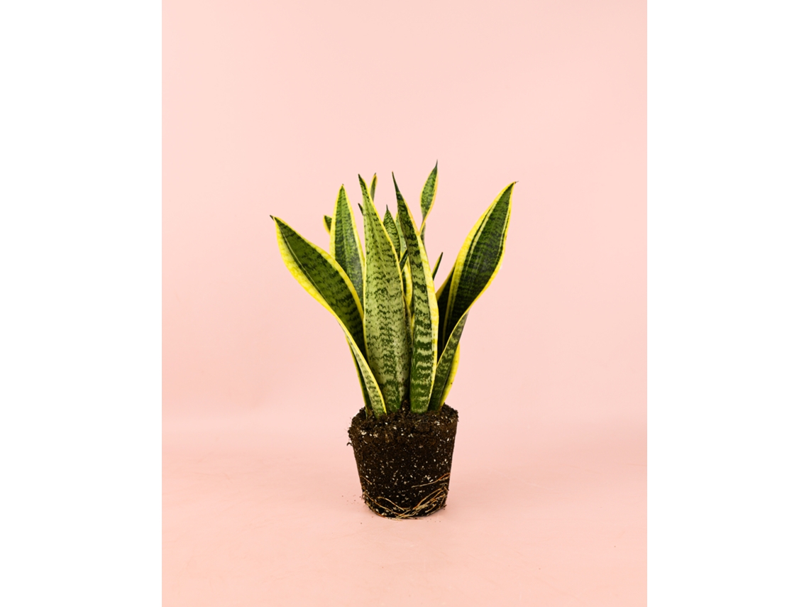 Sansevieria Trifasciata | Planta Natural De Interior Resistente | Pur Plant