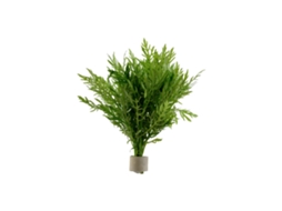 Hygrophila Difformis